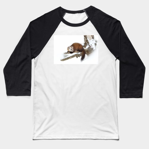 Pine Marten - Algonquin Park Baseball T-Shirt by Jim Cumming